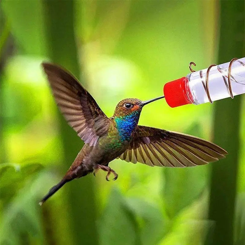 Fönster Hummingbird Feeder - Lamora Sverige