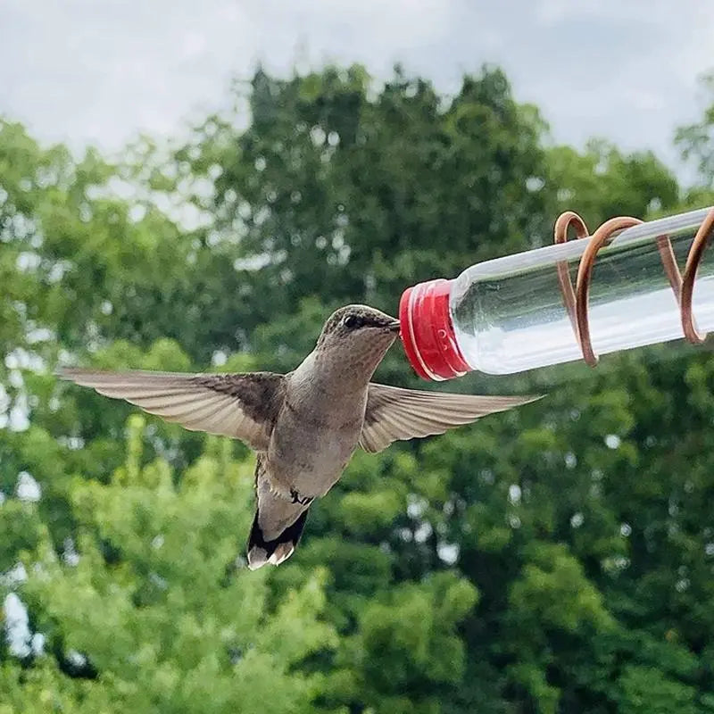 Fönster Hummingbird Feeder - Lamora Sverige